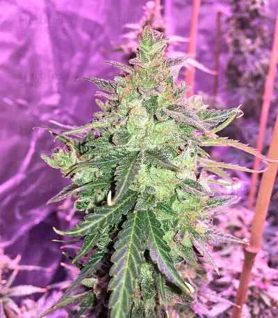 Auto Gorilla OG Seeds