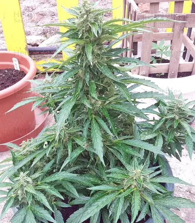 BCN Power Plant Seeds