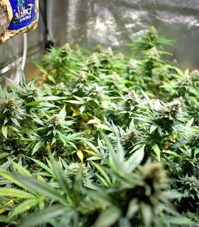 Black Destroyer feminized seeds