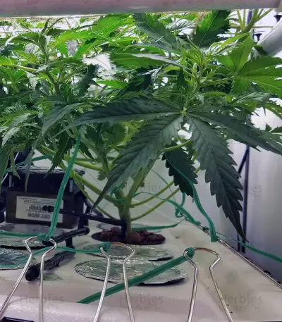 Blueberry 420 Auto Seeds