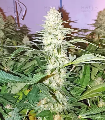 Boulder Bubblegum feminized seeds