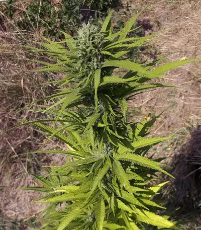 CBD Caramel Seeds