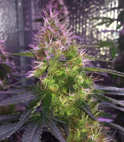 Chemdawg Seeds (Humboldt Seeds Organization)