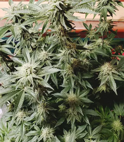 Cinderella 99 Feminized Seeds (Grower’s Choice)