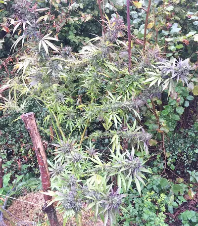 Congo x Kali China Seeds