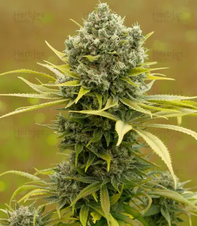 Graines de cannabis Dinamed CBD Plus (Dinafem Seeds)