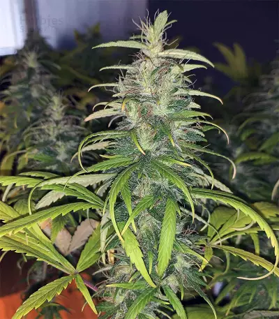 Dr. Grinspoon (Barney's Farm)
