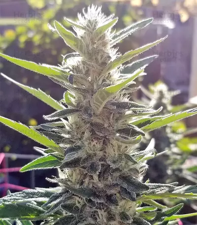 Durban Seeds (CannaBioGen)