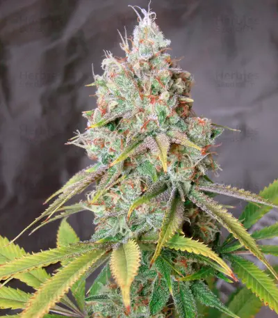 Golden Berry (DNA Genetics)