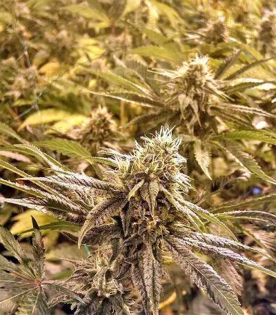 Graines féminisées de Gorilla Cookies (Big Head Seeds)