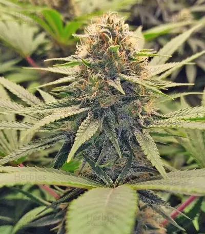 GG#4 Original Glue Seeds (Blimburn Seeds)