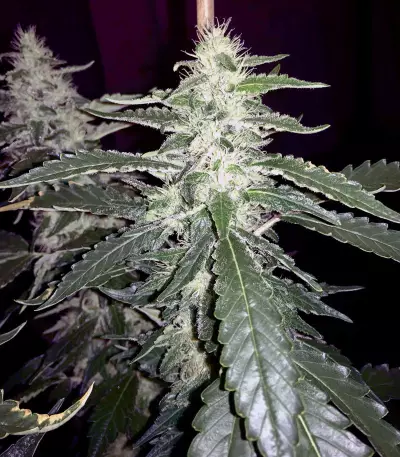 Green Crack Seeds (Blimburn Seeds)