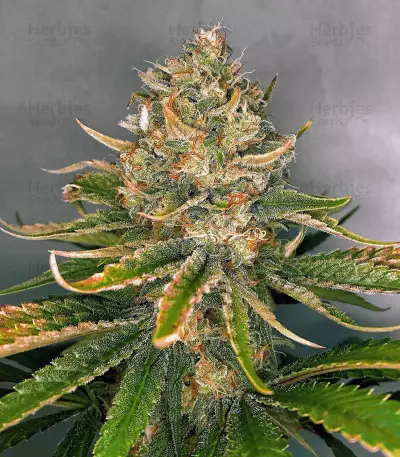 Graines de cannabis Hawaiian Snow x Wedding Cake x Gelato 33 (GHS)