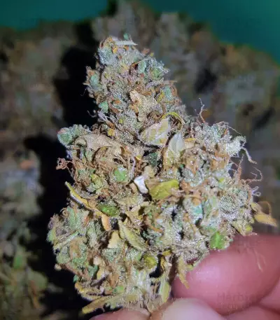 Head Stash Auto feminized seeds