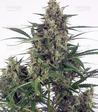 Head Stash Auto feminized seeds