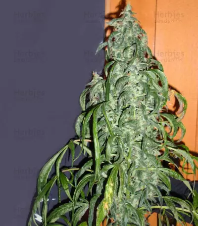 Ice Kush (Advanced Seeds)