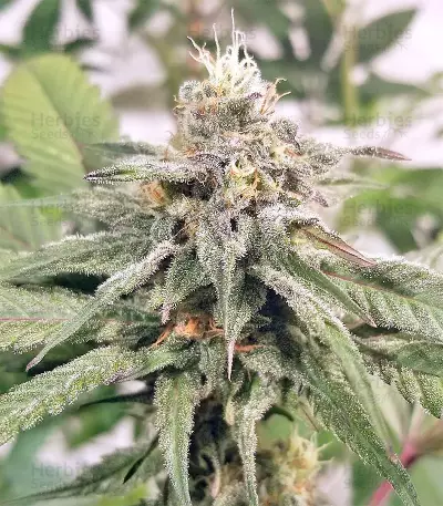 Kali China Seeds
