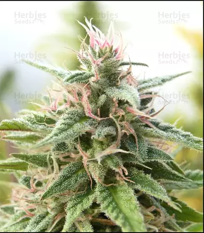 Malawi Breeders Pack Seeds