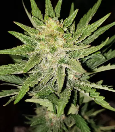 Monster Bruce Banner feminized seeds