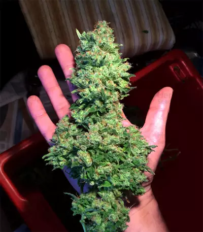 Outdoor Hurricane Seeds