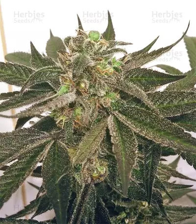 Panama regular seeds
