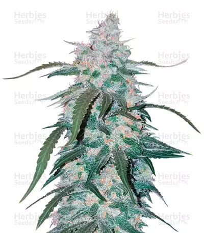 Pineapple (Seed Stockers)