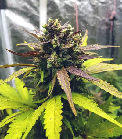 Graines féminisées de Purple Lemonade Auto (Fast Buds)