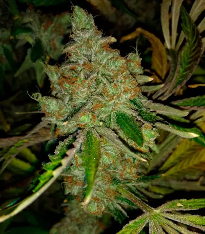 Rockbud feminized seeds