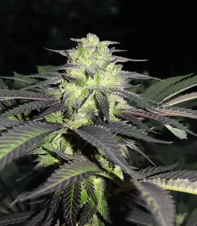 Sapphire Scout Seeds