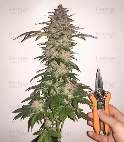 Graines de cannabis Speedy Chile Fast Flowering (RQS)