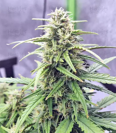 Strawberry Gum feminized seeds