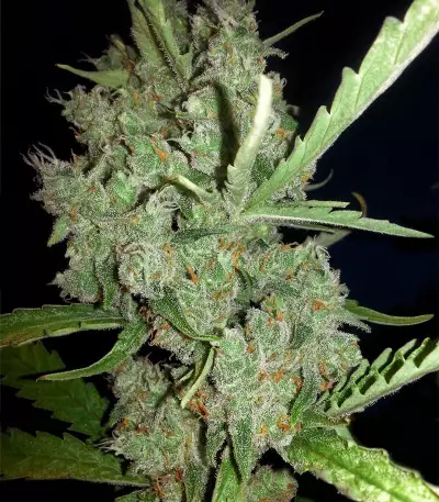Super Lemon Haze CBD (GHS)