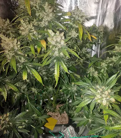 Super Skunk Seeds (Seedstockers)