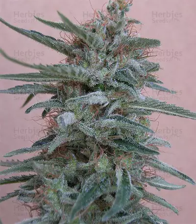Tikal Seeds - Cannabis Strain Seeds for Sale