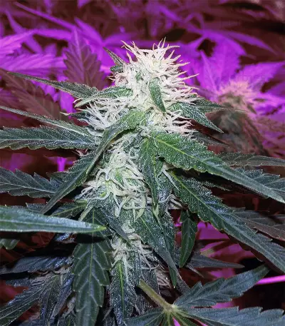 White Diesel Haze Automatic feminized seeds