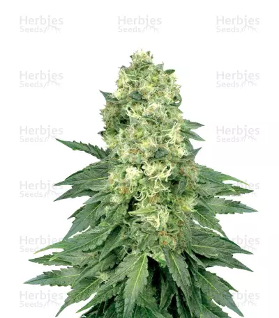 White Widow feminized seeds (White Label)