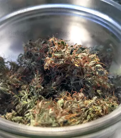 Zamaldelica feminized seeds