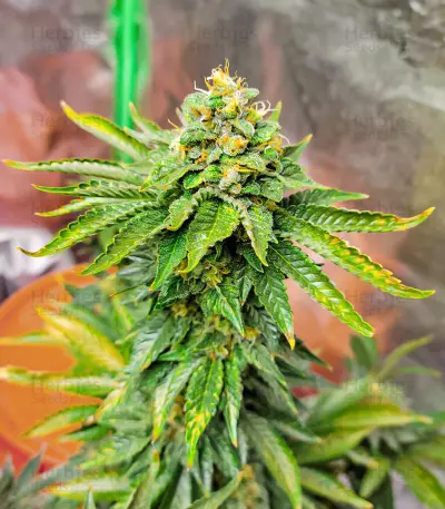 AK 47 Fast Version Feminized Seeds (EGS)