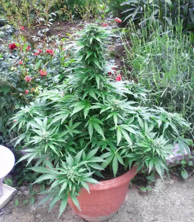 Ak Automatic (BlimBurn Seeds)