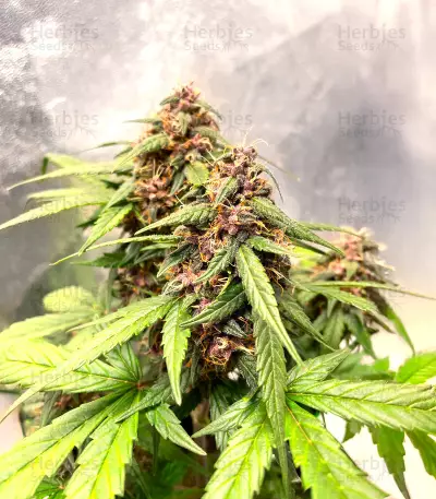 Graines de cannabis Auto Super OG Kush (Pyramid Seeds)