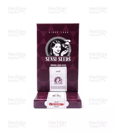Big Bud Seeds (Sensi Seeds)