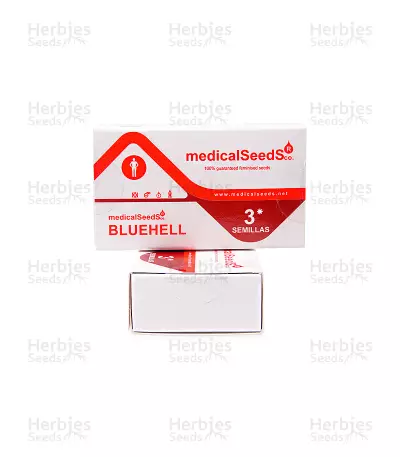 Graines de cannabis Blue Hell Auto (Medical Seeds)