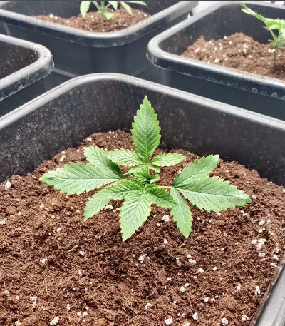 Graines de cannabis Bubblegun regular (Spliff Seeds)