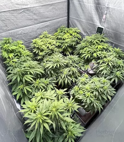 Cinderella99 (Herbies Seeds)