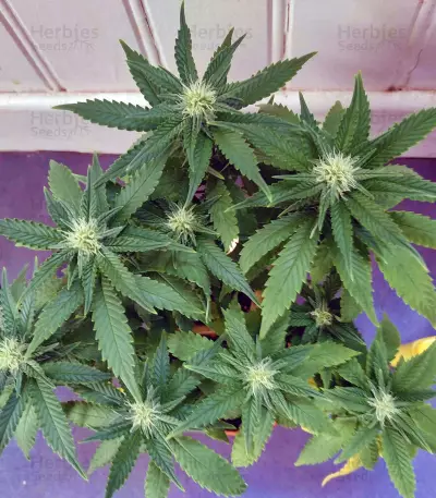 Critical + 2.0 Seeds
