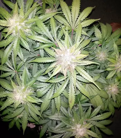 Cropical Fruit Auto feminized seeds
