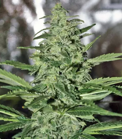 Dark Delight Seeds