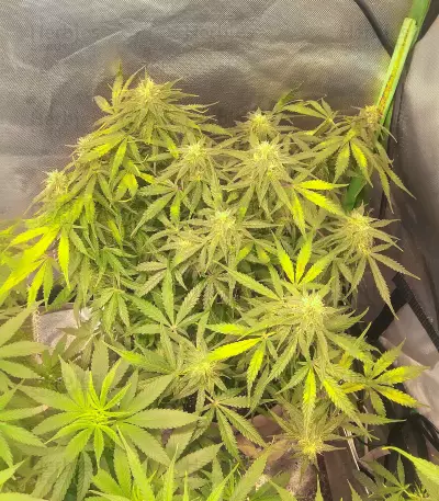 Dutch Power Auto Seeds