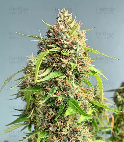 Gelato Auto strain