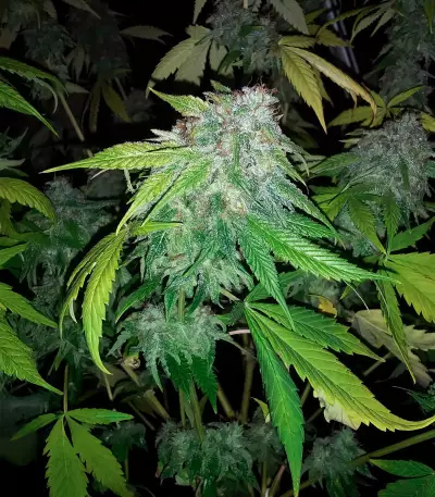 Ghost Train Haze x Pellezino (Herbies Seeds)